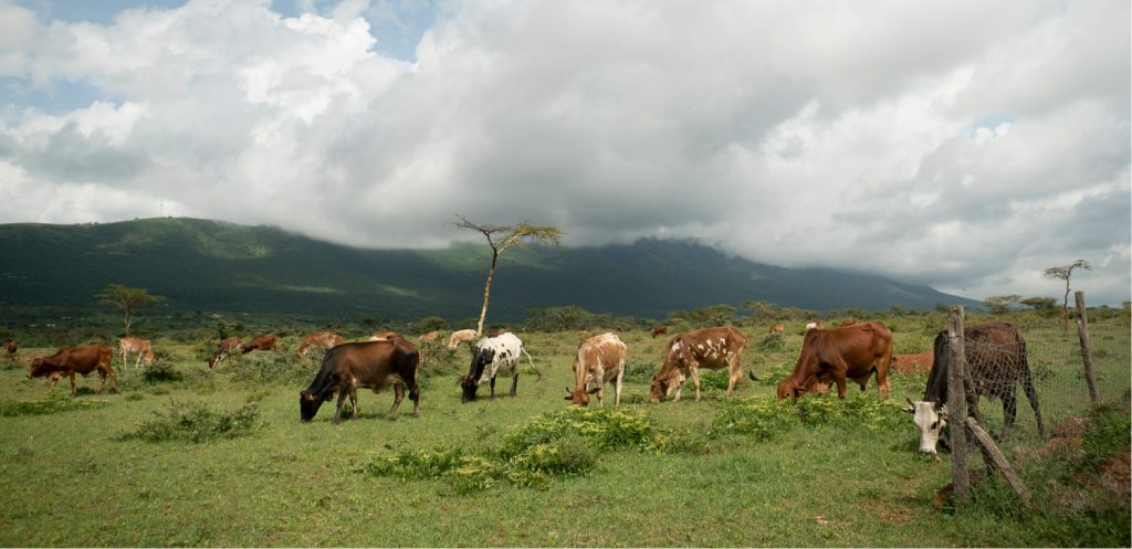 Emali integrated livestock project